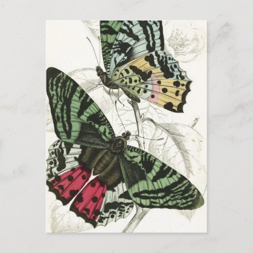 Beautiful Vintage Green Pink Garden Butterflies Postcard