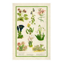 Beautiful Vintage Inspired Color Botanical Floral