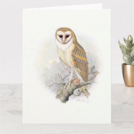 Beautiful Vintage Painting Of A Barn Owl Card