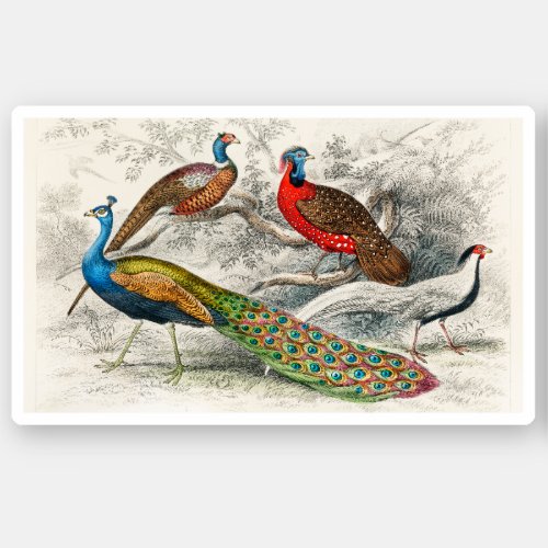 Beautiful Vintage Peacock and pheasants artwork Sticker