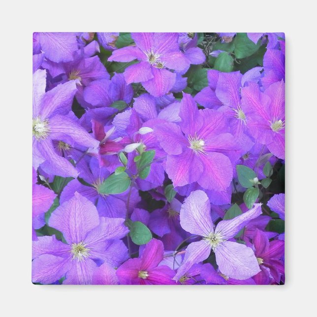 Beautiful Violet Clematis Magnet (Front)