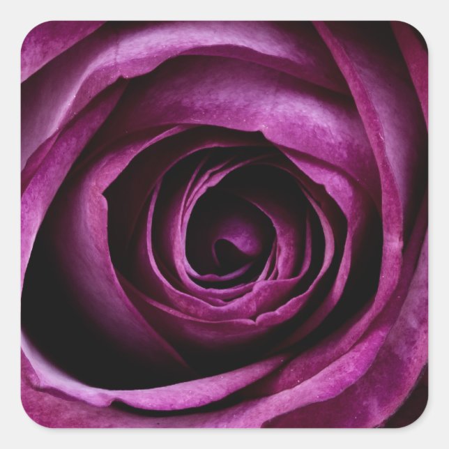 Beautiful violet rose square sticker (Front)