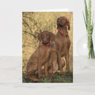 Beautiful Vizsla Sporting Dogs Letterpress Thank You Card
