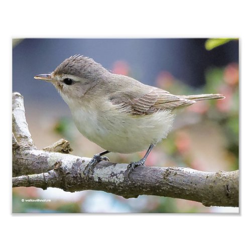 Beautiful Warbling Vireo in the Plum Tree Photo Print