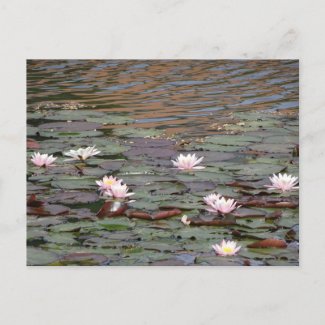 Beautiful Water Lilies DIY Postcard
