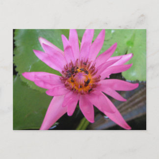 beautiful water lily moving annoucement postcard