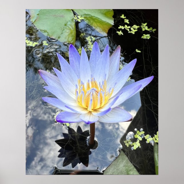 Beautiful Water Lily Photo Poster (Front)