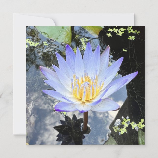 Beautiful Water Lily Photo Sky Reflection Card (Front)