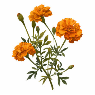 Beautiful Watercolor Marigold Garden Flower Cutout