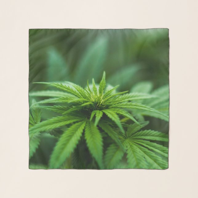 Beautiful Weed Chiffon Scarf (Front)