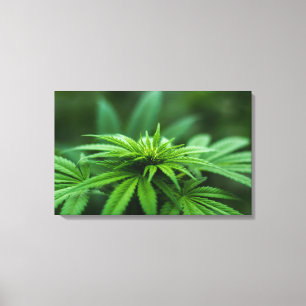Beautiful Weed Plant Canvas Print
