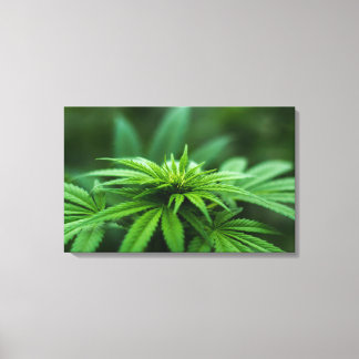Beautiful Weed Plant Canvas Print