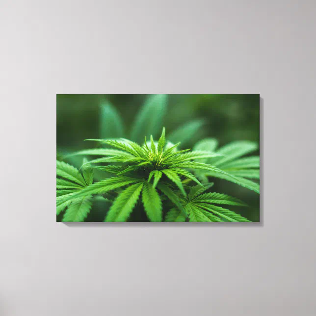 Beautiful Weed Plant Canvas Print | Zazzle