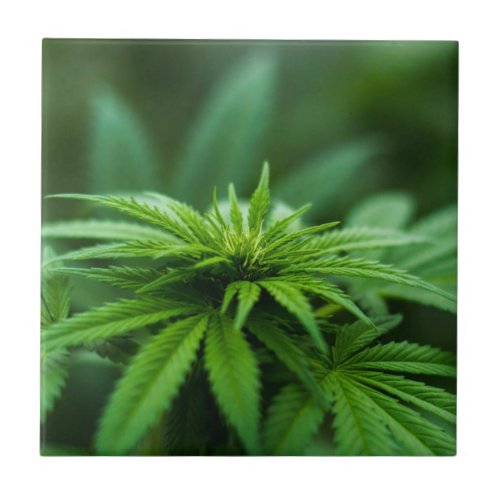 Beautiful Weed Plant Ceramic Tile