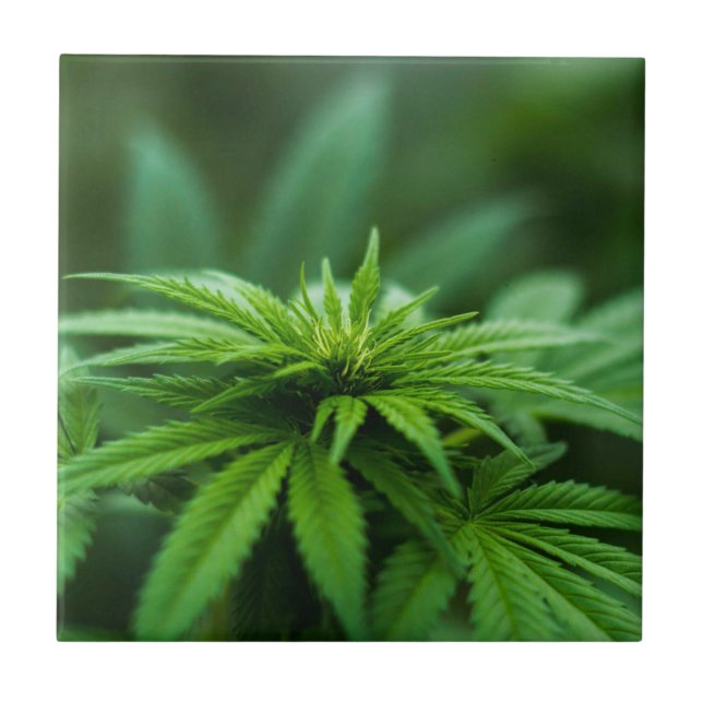 Beautiful Weed Plant Ceramic Tile (Front)