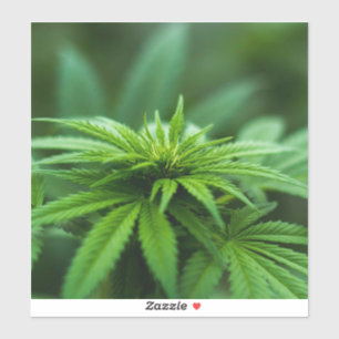 Beautiful Weed Sticker