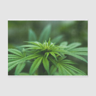 Beautiful Weed Tissue Paper