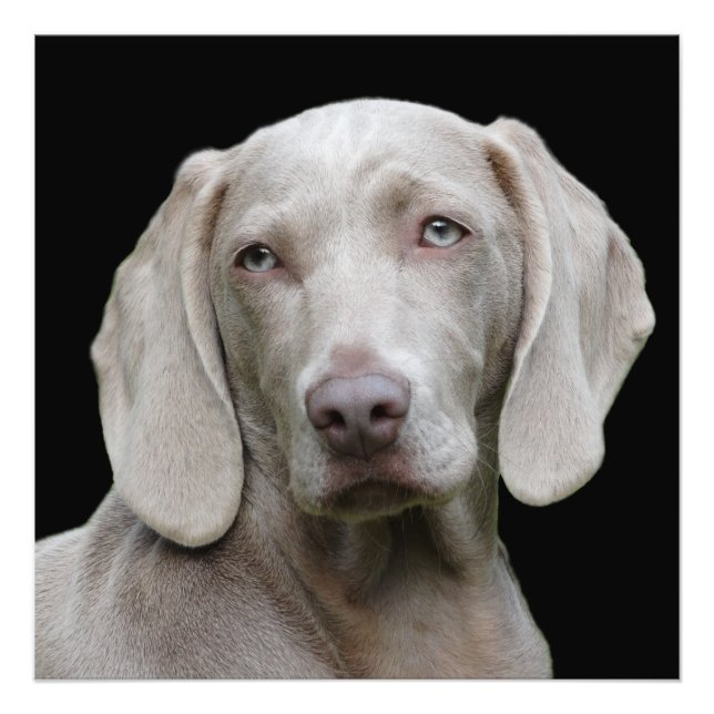 Beautiful Weimaraner Hunting Dog Photo Print (Front)