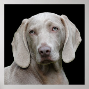 Beautiful Weimaraner Hunting Dog Poster