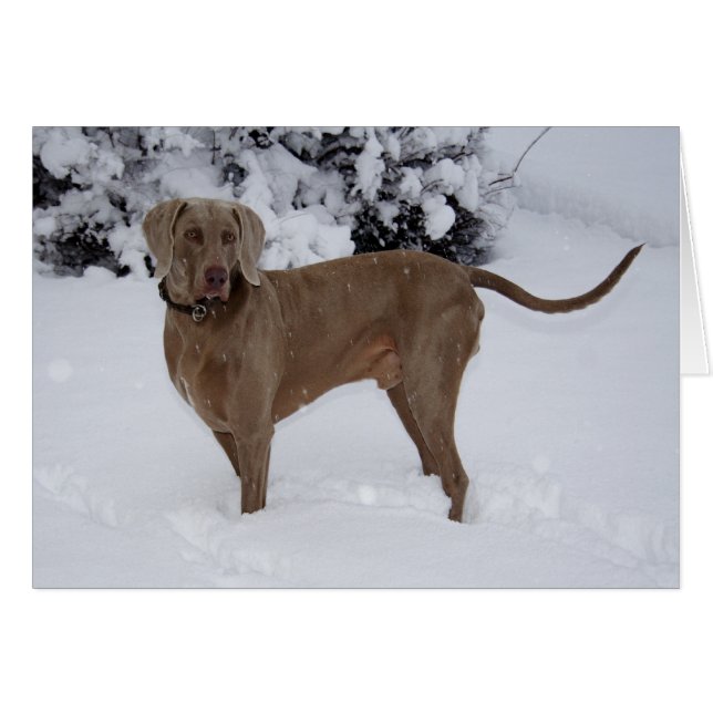 Beautiful Weimaraner in the snow Cards (Front Horizontal)