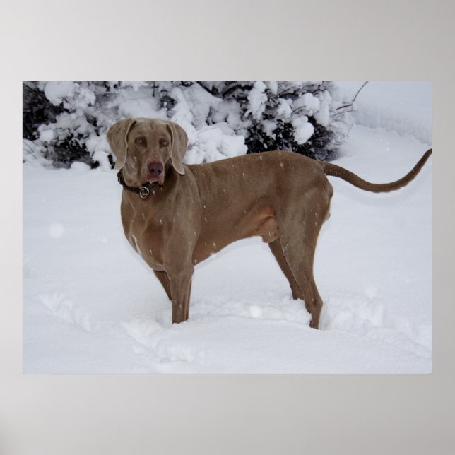Beautiful Weimaraner in the snow Poster (Front)