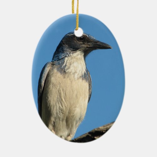 Beautiful Western Scrub Jay Ceramic Ornament