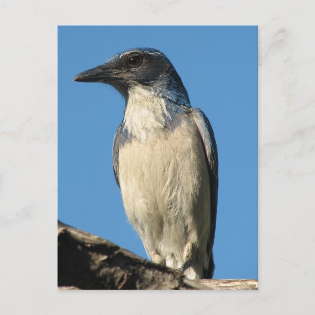 Beautiful Western Scrub Jay Postcard (Front)