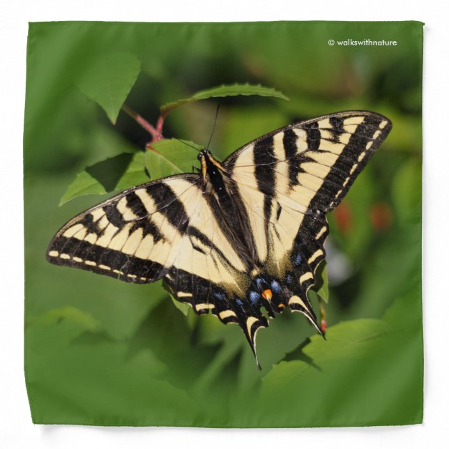Beautiful Western Tiger Swallowtail Butterfly Bandana (Front)