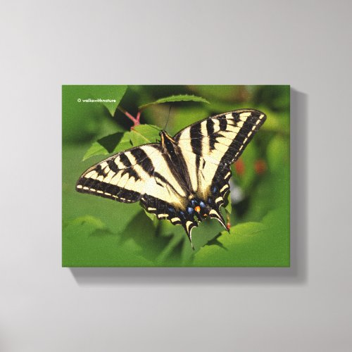 Beautiful Western Tiger Swallowtail Butterfly Canvas Print