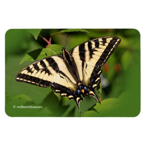 Beautiful Western Tiger Swallowtail Butterfly Magnet