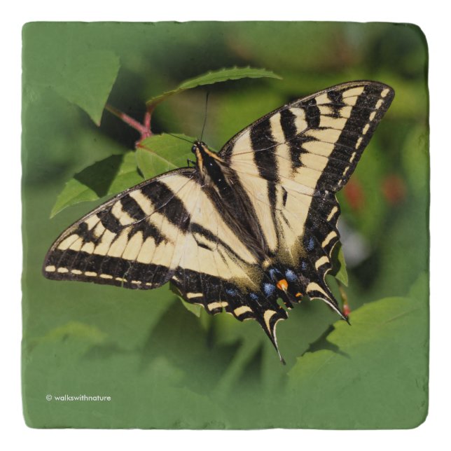 Beautiful Western Tiger Swallowtail Butterfly Trivet (Front)