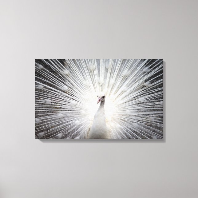 Beautiful White Albino Plumage of a Peacock Canvas Print (Front)