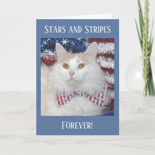 Beautiful white and orange cat patriotic card