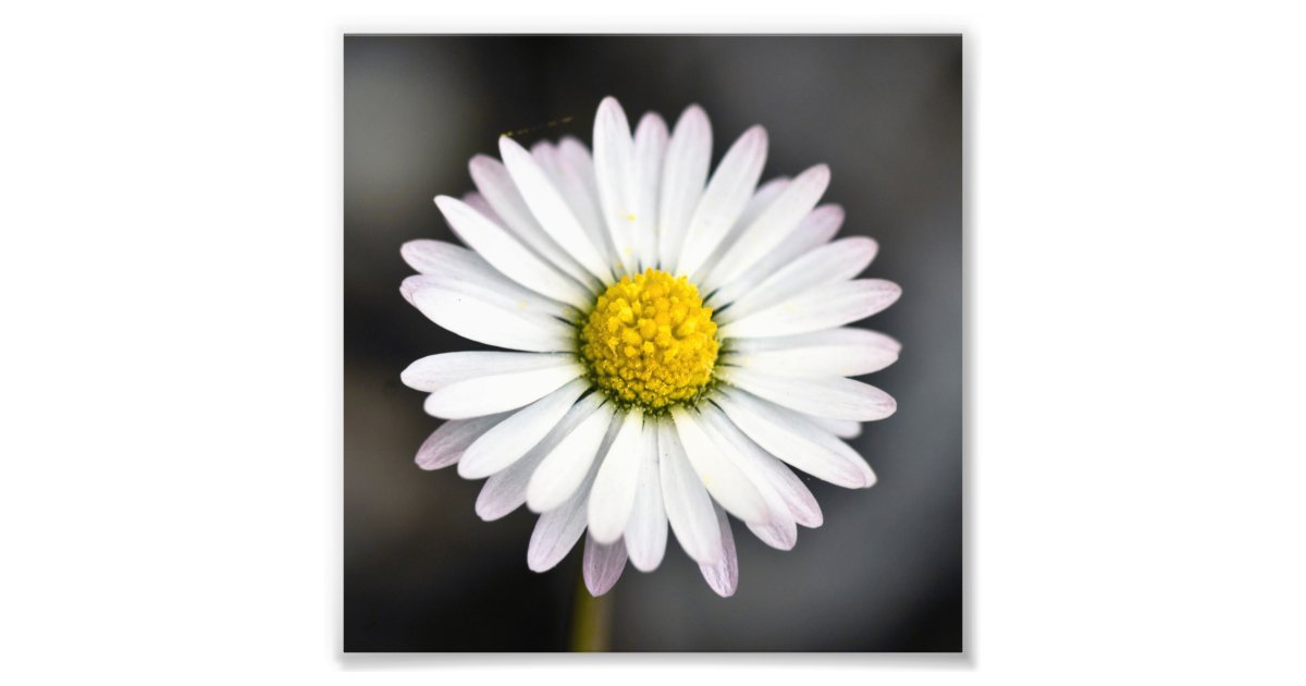 Beautiful White And Yellow Daisy Photo Print R6be146a32bcd445ebc55779c43cd2845 Fk99 8byvr 630 ?view Padding=[285%2C0%2C285%2C0]