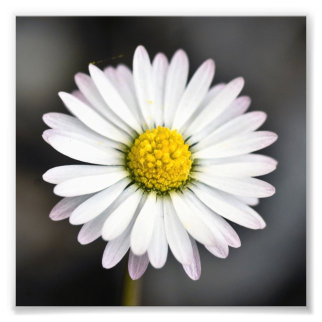Beautiful White and Yellow Daisy Photo Print (Front)