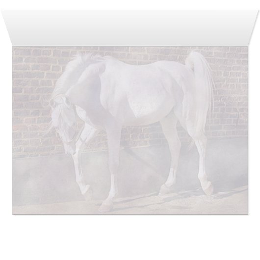 Beautiful White Arabian Horse (Inside Horizontal (Bottom))