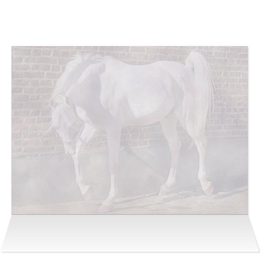 Beautiful White Arabian Horse (Inside Horizontal (Top))