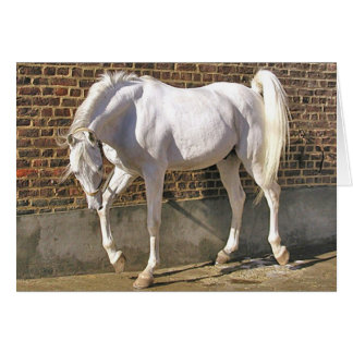 Beautiful White Arabian Horse Cards