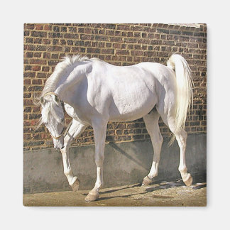 Beautiful White Arabian Horse Magnet