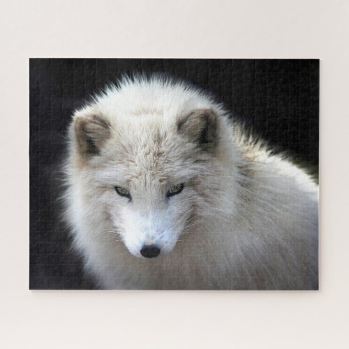 Beautiful White Arctic Fox Jigsaw Puzzle
