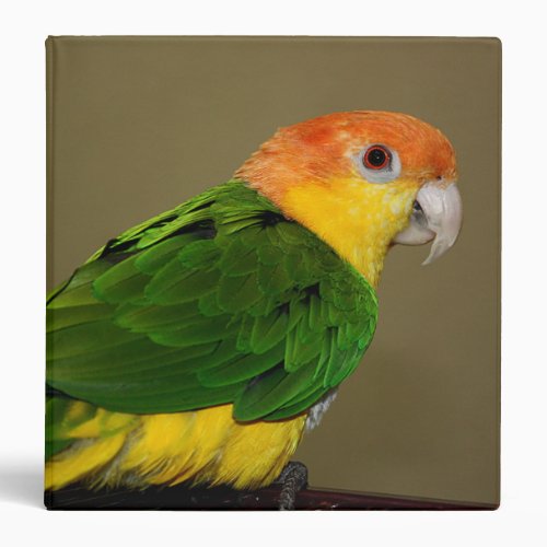 Beautiful White Bellied Caique Parrot Posing 3 Ring Binder