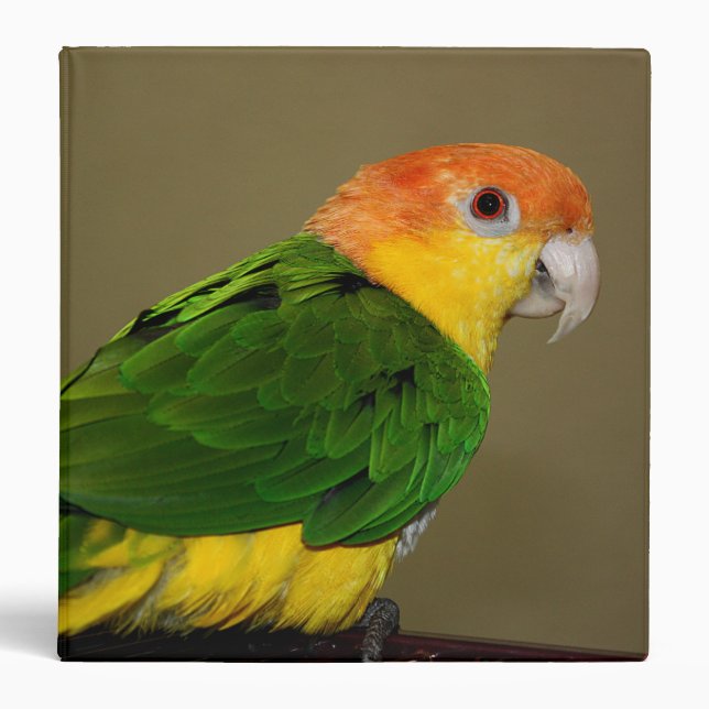 Beautiful White Bellied Caique Parrot Posing 3 Ring Binder (Front)