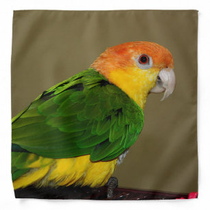 Beautiful White Bellied Caique Parrot Posing Bandana