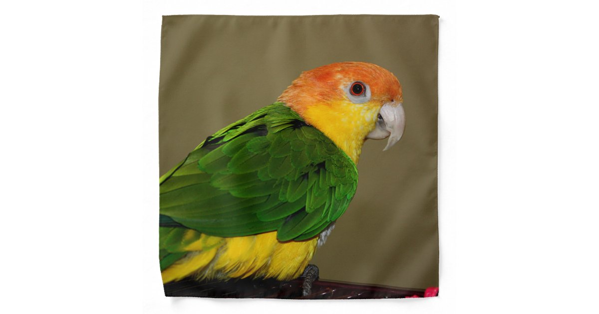 Green feathers of the Caique Parrot For sale as Framed Prints, Photos, Wall  Art and Photo Gifts