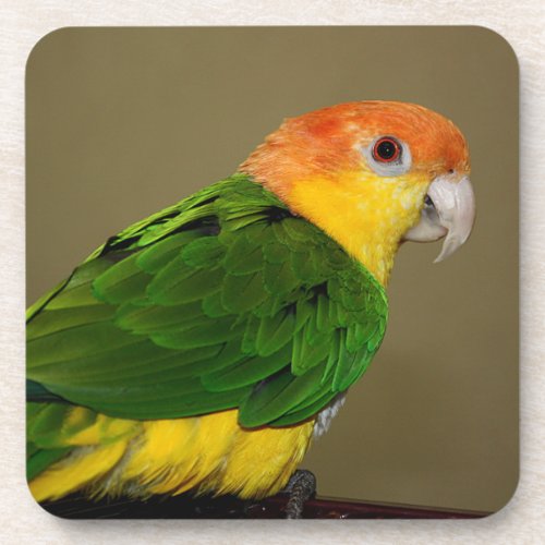 Beautiful White Bellied Caique Parrot Posing Beverage Coaster