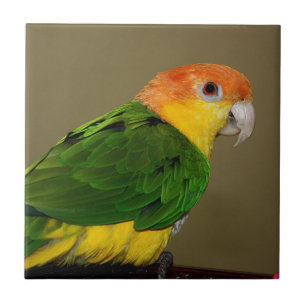 Beautiful White Bellied Caique Parrot Posing Ceramic Tile
