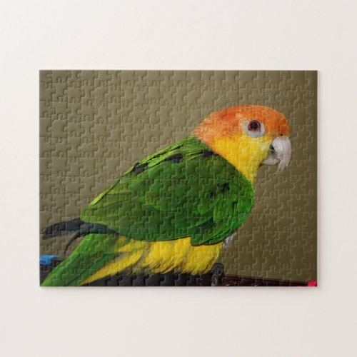 Beautiful White Bellied Caique Parrot Posing Jigsaw Puzzle
