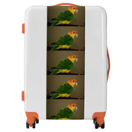 Beautiful White Bellied Caique Parrot Posing Luggage