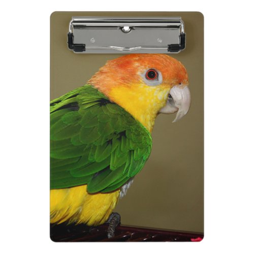 Beautiful White Bellied Caique Parrot Posing Mini Clipboard