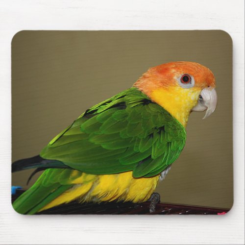 Beautiful White Bellied Caique Parrot Posing Mouse Pad